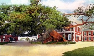 シルクコットンツリー、ナッソー、ニュープロビデンス、バハマ、c1900年代 作： Unbekannt