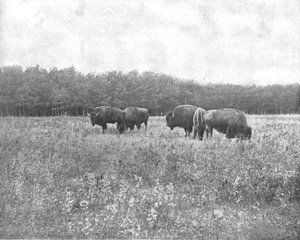 シルバーハイツ、ウィニペグ、カナダ、c1900。