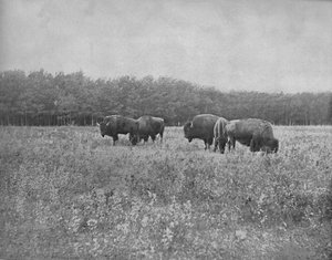 シルバーハイツ、ウィニペグ、c1897。 作： Unbekannt