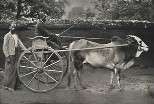 シンハラゼブラワゴン、1926年 作： Unbekannt