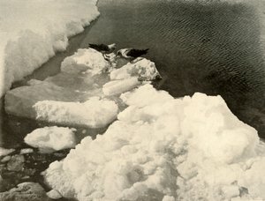 アイスエッジでのスクアカモメ、c1908、1909。 作： Unbekannt
