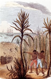 西インド諸島でサトウキビを栽培する奴隷、1852年 作： Unbekannt