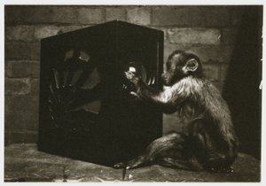ラジオの文字盤で遊ぶ小猿（写真家不明・1935年頃撮影 作： Unbekannt