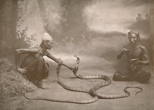 ハマドリャッドとスネークチャーマー、クイコブラ、1900年。