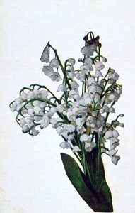 スノードロップ、フランスの花のポストカード、c1900 作： Unbekannt