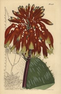 ソープアロエまたはゼブラアロエ、Aloe maculata（Largest common soap aloe, Aloe saponaria latifolia 作： Unbekannt