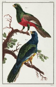 南米の鳥 作： Unbekannt