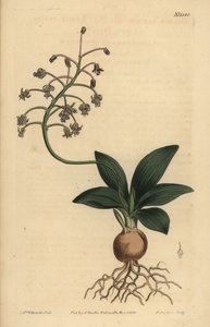 南インドのスクイル、Ledebouria revoluta（小平原のドリミア、Drimia lanceaefolia
