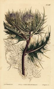 棘のあるアザミ、Cirsium spinosissimum（Featherly headed cnicus, Cnicus spinosissimus 作： Unbekannt