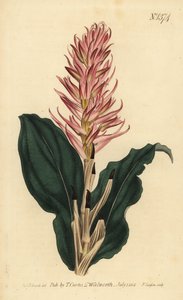 Stenorrhynchos speciosum orchid (Red-flowered neottia, Neottia speciosa) 作： Unbekannt