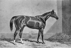 ストックウェル、1849-1871、1911 作： Unbekannt