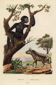 シマハイエナ（Hyaena hyaena）1、サイアマン（Symphalangus syndactylus）、絶滅危惧種2 作： Unbekannt