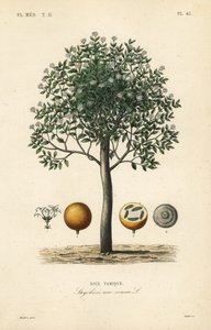 Strychnine tree, nux vomica, poison nut or semen strychnos, Strychnos nux-vomica, Noix vomique 作： Unbekannt