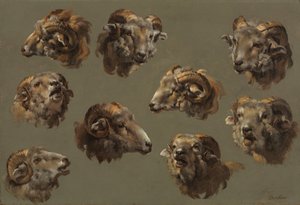 ラムヘッドの研究、1700年代。 作： Unbekannt