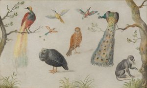 鳥と猿の研究、16601670。 作： Unbekannt