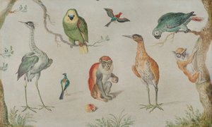 鳥とサルの研究、16601670。 作： Unbekannt