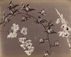 蘭の研究c。 1870年代。 作： Unbekannt