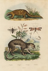 スンダ・パンゴリン（Manis javanica）、準絶滅危惧種1、ヒョウ（Panthera pardus）4、ウマバエ（Tabanus rostratus）3、サソリバエ（Panorpa communis）3 作： Unbekannt