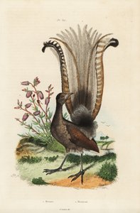 スーパードライバード（Menura novaehollandiae）とニセツツジ（Menziesia ferruginea）。 作： Unbekannt