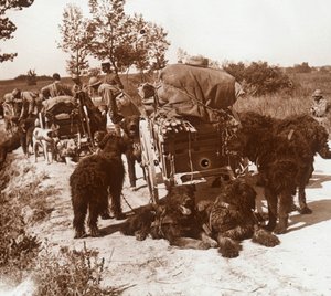 犬の供給、c1914-c1918 作： Unbekannt