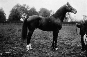 シュアフット、1911 作： Unbekannt