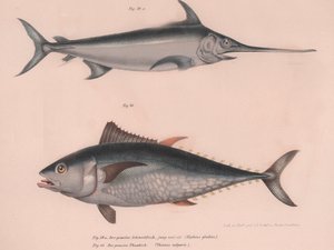イフィアスソードフィッシュソード、シンナーブルガリア、1850年頃 作： Unbekannt