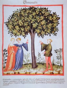 "Tacuinum Sanitatis" Codex Vindobonensis Nova Series 2644, fol.9, 《アプリコットを摘む》 ミニチュア (1370-1400) (紙にペイント) 作： Unbekannt