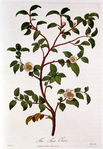 茶: Camellia sinensis の枝、1798 年 作： Unbekannt