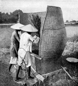 アンナムの稲刈りと脱穀の方法、ベトナム、アンナム、1922年