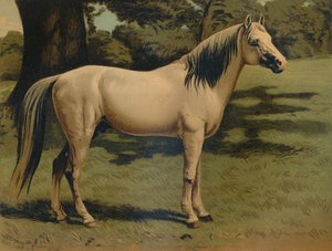 ホープグラント将軍のアラブポニーチャージャー、c1879。 作： Unbekannt