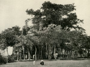 バンヤンツリー、バラックポア、1870年、1925年。 作： Unbekannt