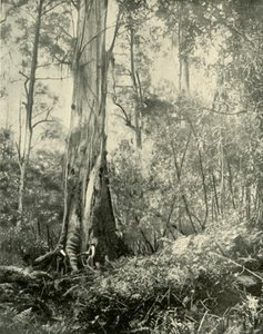 男爵、有名な背の高い木、1901年。 作： Unbekannt