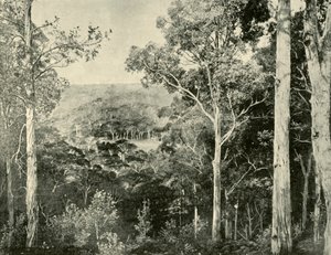 ブルーマウンテンズ、1901年。 作： Unbekannt