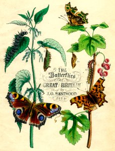 イギリスの蝶、c1855 作： Unbekannt