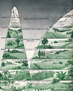 植生の異なるゾーン、1935 作： Unbekannt