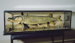 ダウデスウェルパイク、長さ135cms 作： Unbekannt