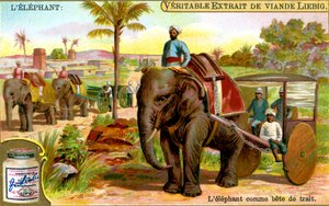 ドラフト動物としての象、c1900 作： Unbekannt