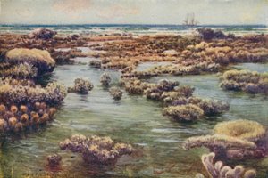 グレートバリアリーフ、1923年。 作： Unbekannt