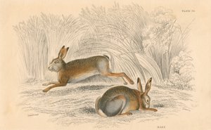 野うさぎ座europaeus、1828 作： Unbekannt