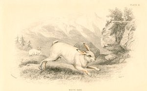 野うさぎ座europaeus、1828 作： Unbekannt