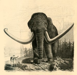 サンクトペテルブルクのマンモス、1883年。 作： Unbekannt