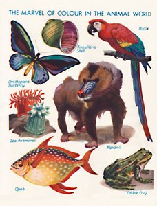 動物の世界における色の驚異、1935 作： Unbekannt