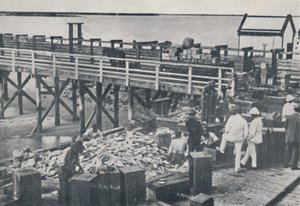 真珠養殖産業-パッキンシェル、1923年。 作： Unbekannt