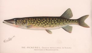 ピクレルLucius Reticulatus。 Le Sueur。、1920年代 作： Unbekannt