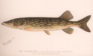ピクレルLucius Reticulatus。ルスール、1920年代頃 作： Unbekannt