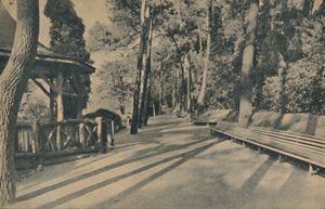 パインウォーク、1929 作： Unbekannt