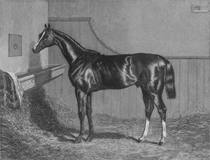 Rt。ほん。リッチフィールズ・エリス伯爵。聖レガーの勝者1836年、1911年 作： Unbekannt