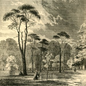 スコッチファーズ、ケンジントンガーデンズ、c1876。 作： Unbekannt