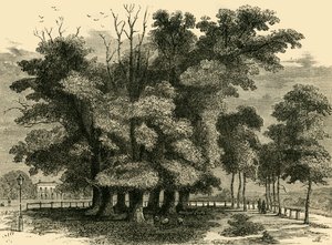 セブンシスターズ、1830年、c1876。 作： Unbekannt
