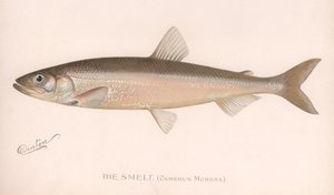 Smee Osmerus Mordacious。、C.1920 作： Unbekannt
